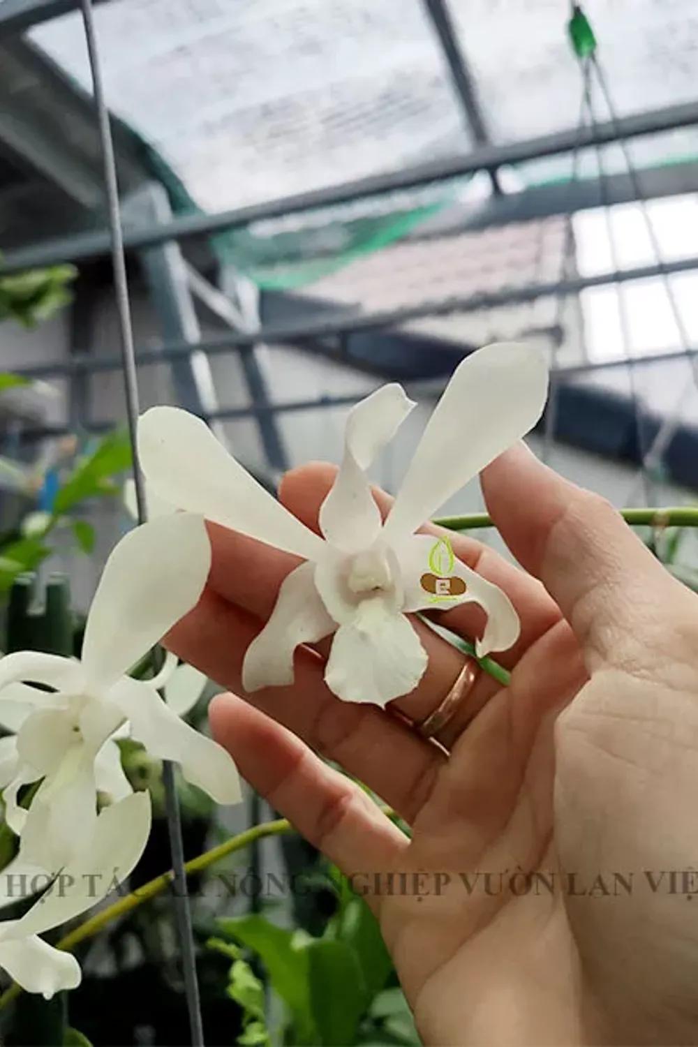 B2TLB - Bao thanh thiên