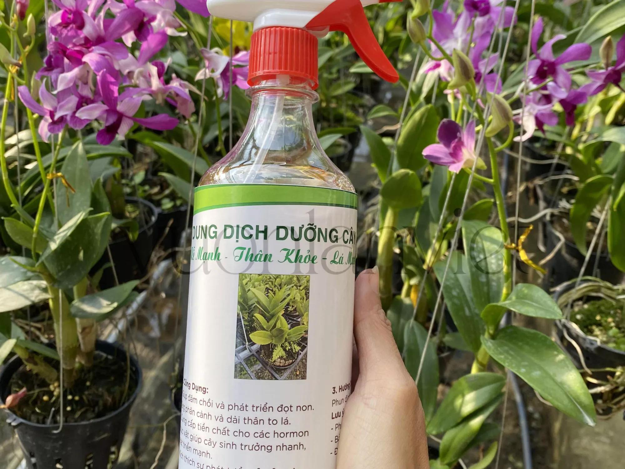 Dinh dưỡng và phân bón vô cơ cho cây hoa lan Dendrobium