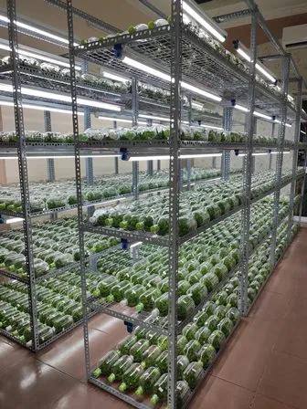 Nhân giống hoa lan Dendrobium từ trái